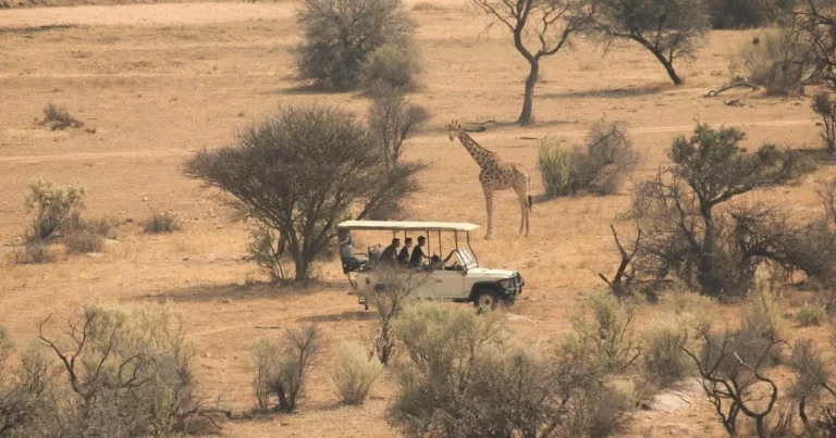 Unforgettable Safari Trips in Africa | Adventure Awaits